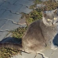 Подробнее об объявлении «Найдена кошка Ейск» Фото: найдена кошка  «Найдена кошка Ейск» в г. Ейск