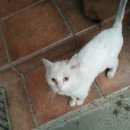 Подробнее об объявлении «Москва Найден кот» Фото: найдена кошка  «Москва Найден кот» в г. Москва