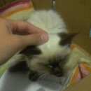 Подробнее об объявлении «Найдена кошка Тарко-Сале» Фото: найдена кошка Сиамская «Найдена кошка Тарко-Сале» в г. Тарко-Сале