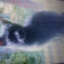 Подробнее об объявлении «Москва Найден кот» Фото: найдена кошка Русская голубая «Москва Найден кот» в г. Москва