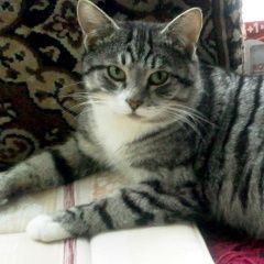 Подробнее об объявлении «Москва Найден кот» Фото: найдена кошка  «Москва Найден кот» в г. Москва