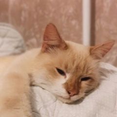 Подробнее об объявлении «Москва Найден кот возможно домашняя» Фото: найдена кошка  «Москва Найден кот возможно домашняя» в г. Москва