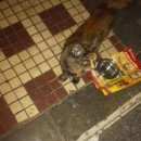 Подробнее об объявлении «Москва Найдена кошка» Фото: найдена кошка  «Москва Найдена кошка» в г. Москва