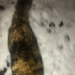 Подробнее об объявлении «Москва Найдена кошка» Фото: найдена кошка  «Москва Найдена кошка» в г. Москва