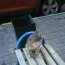 Подробнее об объявлении «Лобня Найден кот» Фото: найдена кошка  «Лобня Найден кот» в г. Лобня