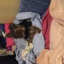 Подробнее об объявлении «Найдена кошка Щекино» Фото: найдена кошка Йоркширский терьер «Найдена кошка Щекино» в г. Щекино