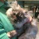 Подробнее об объявлении «Москва Найдена кошка котенок (девочка)» Фото: найдена кошка  «Москва Найдена кошка котенок (девочка)» в г. Москва