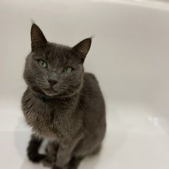 Подробнее об объявлении «Москва Найден кот молодой котик, фенотип русская го» Фото: найдена кошка Русская голубая «Москва Найден кот молодой котик, фенотип...» в г. Москва