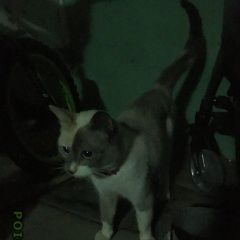 Подробнее об объявлении «Мытищи Найдена кошка» Фото: найдена кошка  «Мытищи Найдена кошка» в г. Мытищи