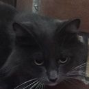 Подробнее об объявлении «Москва Найдена кошка» Фото: найдена кошка  «Москва Найдена кошка» в г. Москва