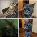 Подробнее об объявлении «Москва Найден кот» Фото: найдена кошка  «Москва Найден кот» в г. Москва