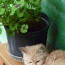 Подробнее об объявлении «Мытищи Найдена кошка» Фото: найдена кошка  «Мытищи Найдена кошка» в г. Мытищи