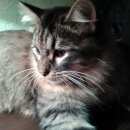 Подробнее об объявлении «Москва Найден кот» Фото: найдена кошка  «Москва Найден кот» в г. Москва