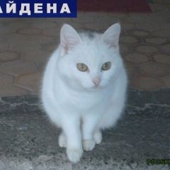 Подробнее об объявлении «Тюмень Найдена кошка» Фото: найдена кошка  «Тюмень Найдена кошка» в г. Тюмень
