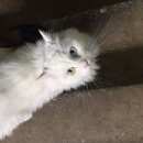 Подробнее об объявлении «Москва Найдена кошка ул.веерная» Фото: найдена кошка  «Москва Найдена кошка ул.веерная» в г. Москва