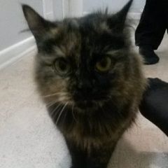 Подробнее об объявлении «Москва Найдена кошка ошейник со звездами» Фото: найдена кошка  «Москва Найдена кошка ошейник со звездами» в г. Москва