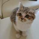 Подробнее об объявлении «Курск Найдена кошка» Фото: найдена кошка  «Курск Найдена кошка» в г. Курск