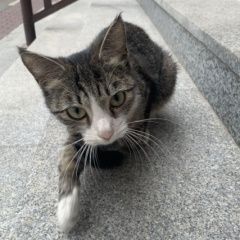 Подробнее об объявлении «Найдена кошка Реутов» Фото: найдена кошка  «Найдена кошка Реутов» в г. Реутов