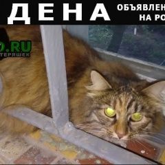 Подробнее об объявлении «Москва Найдена кошка район черемушки» Фото: найдена кошка  «Москва Найдена кошка район черемушки» в г. Москва