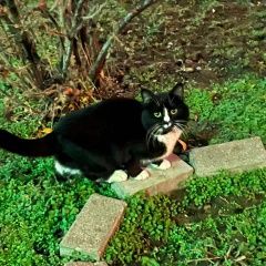 Подробнее об объявлении «Найдена кошка Балашиха» Фото: найдена кошка  «Найдена кошка Балашиха» в г. Балашиха