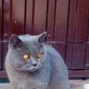 Подробнее об объявлении «Найден кот похож на британца Геленджик» Фото: найдена кошка  «Найден кот похож на британца Геленджик» в г. Геленджик