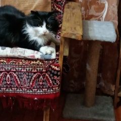 Подробнее об объявлении «Найден кот Майкоп (Адыгея)» Фото: найдена кошка  «Найден кот Майкоп (Адыгея)» в г. Майкоп (Адыгея)