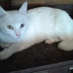 Подробнее об объявлении «Ставрополь Найдена кошка еще в ноябре 2020 г.» Фото: найдена кошка Турецкая ангора «Ставрополь Найдена кошка еще в ноябре 2020 г.» в г. Ставрополь