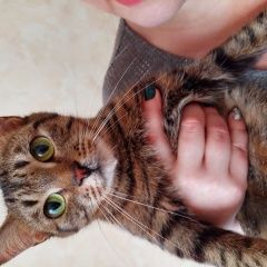 Подробнее об объявлении «Санкт-Петербург Найдена кошка московский р-н, новоизмайловский пр.» Фото: найдена кошка  «Санкт-Петербург Найдена кошка московский р-н,...» в г. Санкт-Петербург