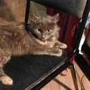 Подробнее об объявлении «Москва Найдена кошка домашняя трехцветная» Фото: найдена кошка  «Москва Найдена кошка домашняя трехцветная» в г. Москва