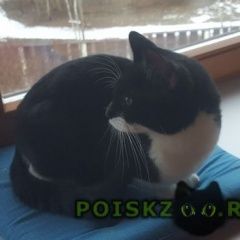 Подробнее об объявлении «Москва Найден кот черный» Фото: найдена кошка  «Москва Найден кот черный» в г. Москва