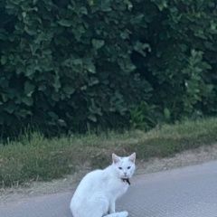 Подробнее об объявлении «Одинцово Найден кот в мо одинцовский район» Фото: найдена кошка  «Одинцово Найден кот в мо одинцовский район» в г. Одинцово