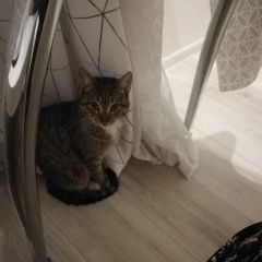 Подробнее об объявлении «Химки Найдена кошка» Фото: найдена кошка  «Химки Найдена кошка» в г. Химки