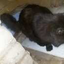 Подробнее об объявлении «Шебекино Найдена кошка кот (кошка)» Фото: найдена кошка  «Шебекино Найдена кошка кот (кошка)» в г. Шебекино