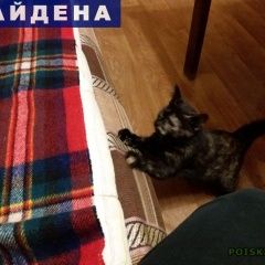 Подробнее об объявлении «Найдена кошка ждем хозяев или добрые ручки) ) Тула» Фото: найдена кошка  «Найдена кошка ждем хозяев или добрые ручки) ) Тула» в г. Тула