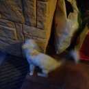 Подробнее об объявлении «Москва Найден кот белый стриженный кот» Фото: найдена кошка Турецкая ангора «Москва Найден кот белый стриженный кот» в г. Москва