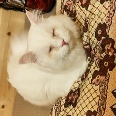 Подробнее об объявлении «Найден кот белый, с деформацией глаз Нарофоминск» Фото: найдена кошка  «Найден кот белый, с деформацией глаз Нарофоминск» в г. Нарофоминск