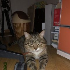 Подробнее об объявлении «Москва Найден кот» Фото: найдена кошка  «Москва Найден кот» в г. Москва