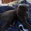 Подробнее об объявлении «Мытищи Найден кот серый вислоухий молодой кот» Фото: найдена кошка Шотландская вислоухая «Мытищи Найден кот серый вислоухий молодой кот» в г. Мытищи