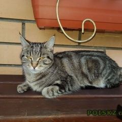 Подробнее об объявлении «Москва Найдена кошка м.медведково» Фото: найдена кошка  «Москва Найдена кошка м.медведково» в г. Москва