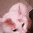 Подробнее об объявлении «Москва Найдена кошка» Фото: найдена кошка  «Москва Найдена кошка» в г. Москва