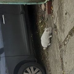 Подробнее об объявлении «Найдена кошка Челябинск» Фото: найдена кошка  «Найдена кошка Челябинск» в г. Челябинск