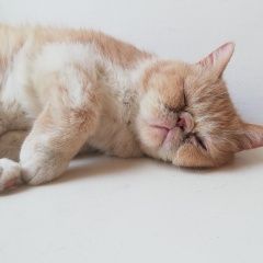 Подробнее об объявлении «Москва Найдена кошка» Фото: найдена кошка Экзотическая короткошерстная «Москва Найдена кошка» в г. Москва