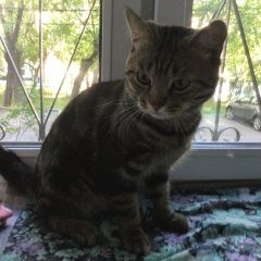 Подробнее об объявлении «Москва Найден кот 23 мая в люблино» Фото: найдена кошка  «Москва Найден кот 23 мая в люблино» в г. Москва