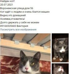 Подробнее об объявлении «Москва Найден кот» Фото: найдена кошка  «Москва Найден кот» в г. Москва