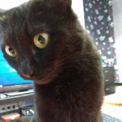 Подробнее об объявлении «Москва Найдена кошка черная, в жк ромашково» Фото: найдена кошка  «Москва Найдена кошка черная, в жк ромашково» в г. Москва