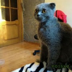 Подробнее об объявлении «Видное Найдена кошка скоттиш фолд» Фото: найдена кошка >  Скоттиш фолд (шотландская вислоухая) и  скоттиш страйт «Видное Найдена кошка скоттиш фолд» в г. Видное