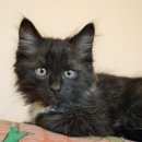 Подробнее об объявлении «Новосибирск Найдена кошка котенок» Фото: найдена кошка Сибирская «Новосибирск Найдена кошка котенок» в г. Новосибирск