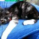 Подробнее об объявлении «Москва Найдена кошка котенок примерно 3 месяца девочка» Фото: найдена кошка  «Москва Найдена кошка котенок примерно 3 месяца...» в г. Москва