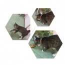 Подробнее об объявлении «Мытищи Найдена кошка» Фото: найдена кошка  «Мытищи Найдена кошка» в г. Мытищи