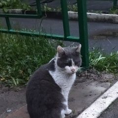 Картинка найдена кошка В городе Орехово-Зуево нашелся котишка. Орехово-Зуево